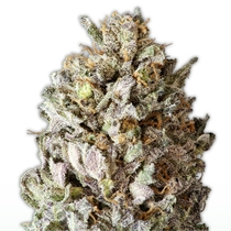 Diesel Drift (Heavyweight Seeds) Cannabis Seeds