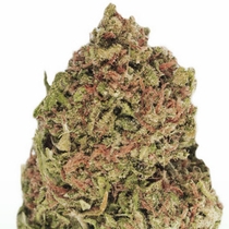 Dream Machine (Heavyweight Seeds) Cannabis Seeds