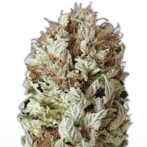 Extreme Impact Auto (Heavyweight Seeds) Cannabis Seeds