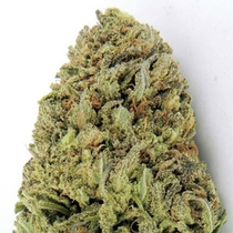 Fast & Vast (Heavyweight Seeds) Cannabis Seeds