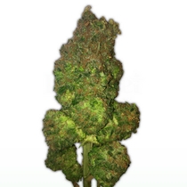 Fruit Punch Auto (Heavyweight Seeds) Cannabis Seeds