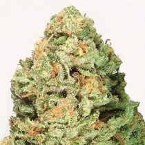 Fruit Punch (Heavyweight Seeds) Cannabis Seeds