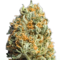Fully Loaded Auto (Heavyweight Seeds) Cannabis Seeds