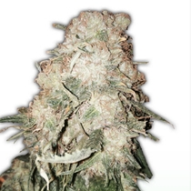 Goldmine (Heavyweight Seeds) Cannabis Seeds