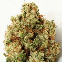 Green Ninja (Heavyweight Seeds) Cannabis Seeds