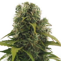 High Density Auto (Heavyweight Seeds) Cannabis Seeds