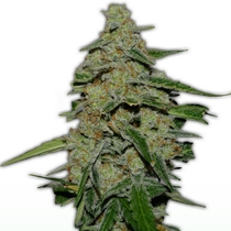 Lemon Cake (Heavyweight Seeds) Cannabis Seeds