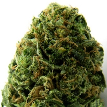 Massive Midget Auto (Heavyweight Seeds) Cannabis Seeds
