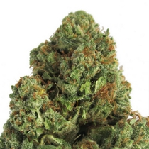Midnight Mass (Heavyweight Seeds) Cannabis Seeds