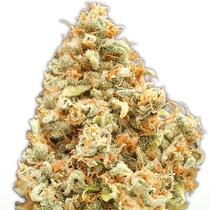 Monster Profit (Heavyweight Seeds) Cannabis Seeds