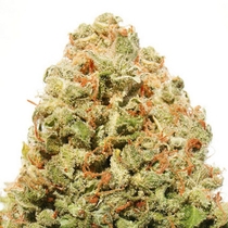 Strawberry Cake (Heavyweight Seeds) Cannabis Seeds