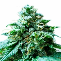 Superb OG (Heavyweight Seeds) Cannabis Seeds
