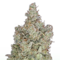 Total Paralysis (Heavyweight Seeds) Cannabis Seeds