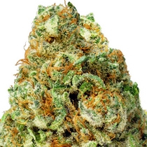Turbo Bud Auto (Heavyweight Seeds) Cannabis Seeds