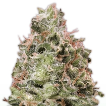 Waist Deep Auto (Heavyweight Seeds) Cannabis Seeds