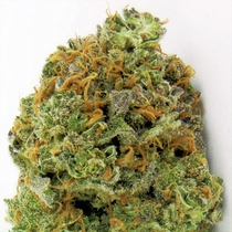 Wipeout Express Auto (Heavyweight Seeds) Cannabis Seeds