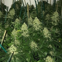 Banana Crack (Holy Smoke Seeds) Cannabis Seeds