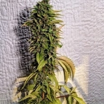 London OG regular (Holy Smoke Seeds) Cannabis Seeds