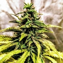 OG Dawg Stomper (Holy Smoke Seeds) Cannabis Seeds