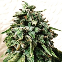 OG Strawberry Starkiller (Holy Smoke Seeds) Cannabis Seeds