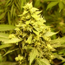AC Diesel (Homegrown Fantaseeds Seeds) Cannabis Seeds