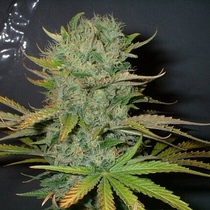 Afghani (Homegrown Fantaseeds Seeds) Cannabis Seeds