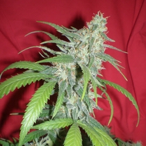 Amazing Haze (Homegrown Fantaseeds Seeds) Cannabis Seeds