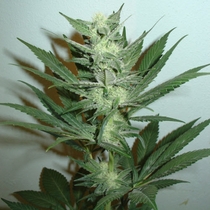 Armageddon (Homegrown Fantaseeds Seeds) Cannabis Seeds