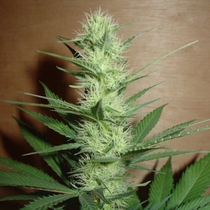 Big Bud (Homegrown Fantaseeds Seeds) Cannabis Seeds