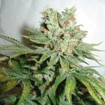 Blue Haze (Homegrown Fantaseeds) Cannabis Seeds