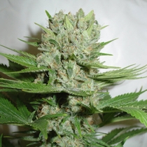 Blue Pearl Auto (Homegrown Fantaseeds) Cannabis Seeds