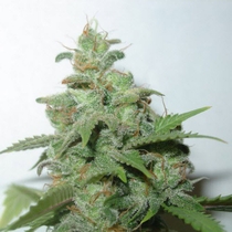 Caramella Auto (Homegrown Fantaseeds) Cannabis Seeds