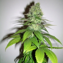 Caramella (Homegrown Fantaseeds Seeds) Cannabis Seeds