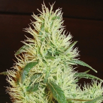 First Lady (White Widow) (Homegrown Fantaseeds Seeds) Cannabis Seeds