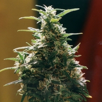 Haze (Homegrown Fantaseeds Seeds) Cannabis Seeds