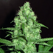 Homegrown CH.1 Auto (Homegrown Fantaseeds) Cannabis Seeds