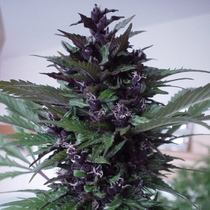 Purple (Homegrown Fantaseeds Seeds) Cannabis Seeds