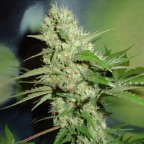 Jack Herer (Homegrown Fantaseeds Seeds) Cannabis Seeds