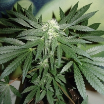 Lowryder (Homegrown Fantaseeds Seeds) Cannabis Seeds