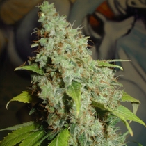 Mango (Homegrown Fantaseeds Seeds) Cannabis Seeds