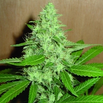 Mango (Homegrown Fantaseeds) Cannabis Seeds