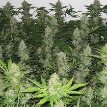 Master Kush (Homegrown Fantaseeds Seeds) Cannabis Seeds
