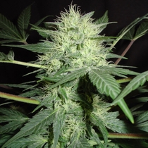 Northern Lights Auto (Homegrown Fantaseeds Seeds) Cannabis Seeds