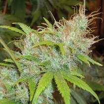 Orange Delight (Homegrown Fantaseeds) Cannabis Seeds