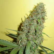 Original Misty (Homegrown Fantaseeds Seeds) Cannabis Seeds