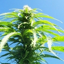 Outdoor Mix (Homegrown Fantaseeds Seeds) Cannabis Seeds