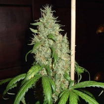 Skunk #1 (Homegrown Fantaseeds Seeds) Cannabis Seeds