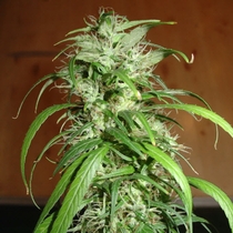 SPR Haze (Homegrown Fantaseeds Seeds) Cannabis Seeds
