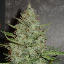 Super Crystal (Homegrown Fantaseeds Seeds) Cannabis Seeds