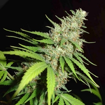Top 44 (Homegrown Fantaseeds Seeds) Cannabis Seeds